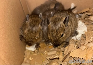 Degu Junge Anfang Februar abzugeben