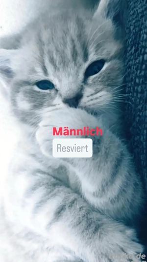 bkh kitten lila lack