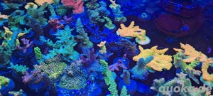 Meerwasser Korallen Ableger Zoas Acros etc