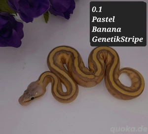 0.1 Banana GenetikStripe Pastel