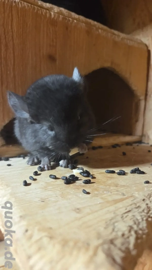 Kleines ebony Chinchillamädchen in Februar zur Abgabe bereit.