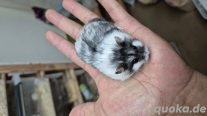 Campbell Zwerghamster Männchen 