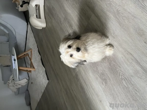 Havaneser Malteser-Hündin  Mia    8 Monate   sucht liebevolles Zuhause