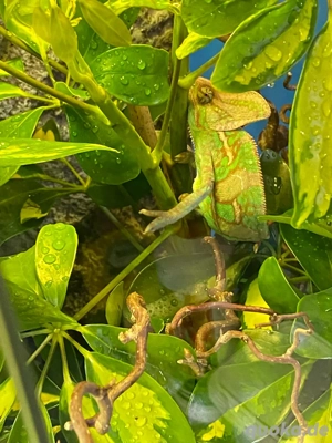 Jemen Chamäleon Männchen  