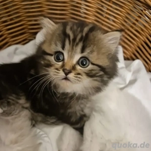 Schwarz Golden Baby kater  zur reservierung bis er abholbereit ist 