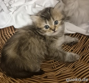 Schwarz Golden Kätzchen mit Blaue Augen zur reservierung bis sie abholbereit ist