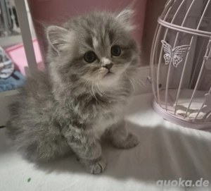 Baby kater für reservierung bis er 3 monaten ist (abholbereit)