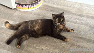 britisch kurzhaar cookie 