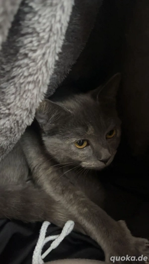 Schweren Herzens: Liebevolle BKH-Katze (6 Monate) in gute Hände abzugeben