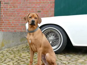 Triumph TR6 Roadster richtig gutes Auto! Bild 4