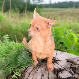 Reinrassige Chihuahua Hündin 5 monate alt  sucht ein schönes zuhause 