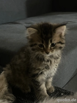 Super süße Britisch Langhaar Perser 