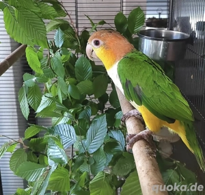 Rostkappenpapagei männlich