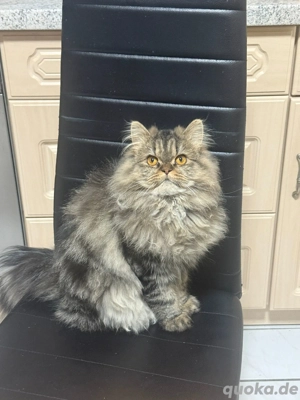 perser katze 9 monate alt