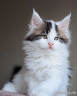 maine coon