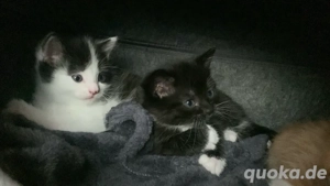 süße, weiblich, Baby Kätzchen 