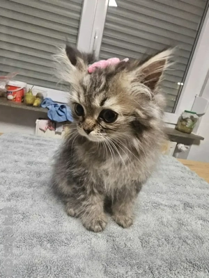 BKH Reinrassige Kitten Bebys 