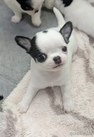 Chihuahua-Welpen Bild 4