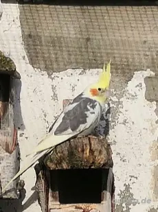 Junge Nymphensittiche abzugeben 