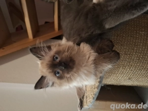 Mixkätzchen auszugsbereit