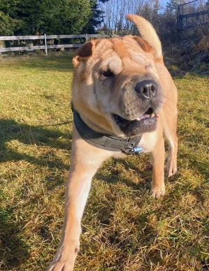 Otto sucht ganz dringend neue Bleibe  Bild 14