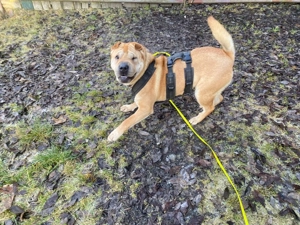 Otto sucht ganz dringend neue Bleibe  Bild 15