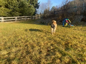 Otto sucht ganz dringend neue Bleibe  Bild 16