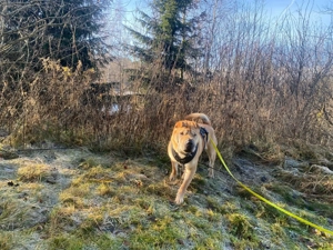 Otto sucht ganz dringend neue Bleibe  Bild 17