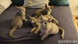 Russisch Blau Kitten 