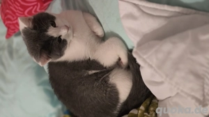 Britishkurzhaarkitten