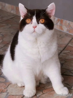 Liebes Bkh Mädchen in chocolate weiss in liebevolle Hände abzugeben 