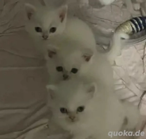 Kitten Britisch zu verkaufen