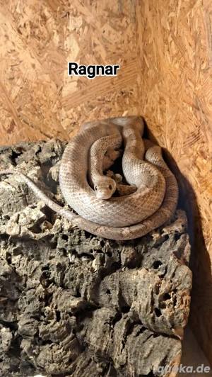 Kornnatter Männchen Ghost