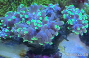 Meerwasser ca 7 Köpfe nur abholen 