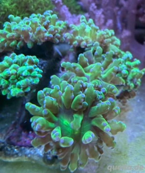 Meerwasser ca 14 Köpfe  