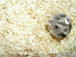 Dsungarischer Zwerghamster, Hamster Männchen, Dschungarisch