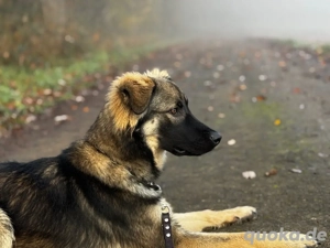 lernfreudiger Schäferhund-Mix sucht liebevolles, erfahrenes Zuhause