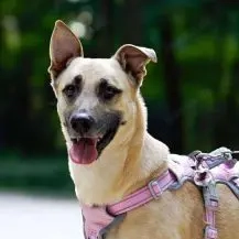 Lea 40 cm - die Schönheit [auf Pflegestelle in 44379 Dortmund]