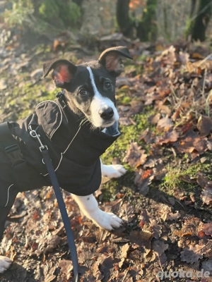 Zuckersüsser Mischlingsjunge Mars