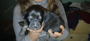 Do khyi Welpen aus VDH-Zucht 