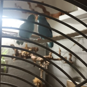 Sperlingspapagei Paar 