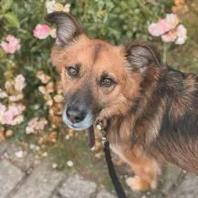 Kali 50 cm - hübscher Quatschkopf [auf Pflegestelle in 21465 Wentorf]