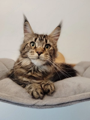 Maine Coon in liebevolle Hände abzugeben