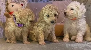 Wunderschöne Maltipoo-Welpen