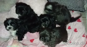Wonderschone shih tzu welpen mit stammbaum & DNA