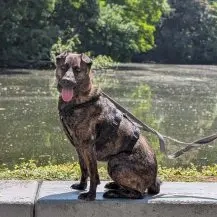 Rosa S 47 cm - eine treue Seele [auf Pflegestelle in 46242 Bottrop]