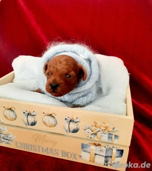  Asiatische Toy Pudel Welpe 