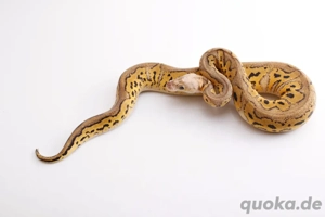 0.1 Pastel Stranger Clown 