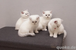 BKH Kitten, black silver m. Stammbaum, 2x geimipft, Gesundheitszeugnis