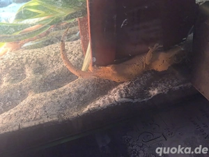 Kronengecko Pärchen 